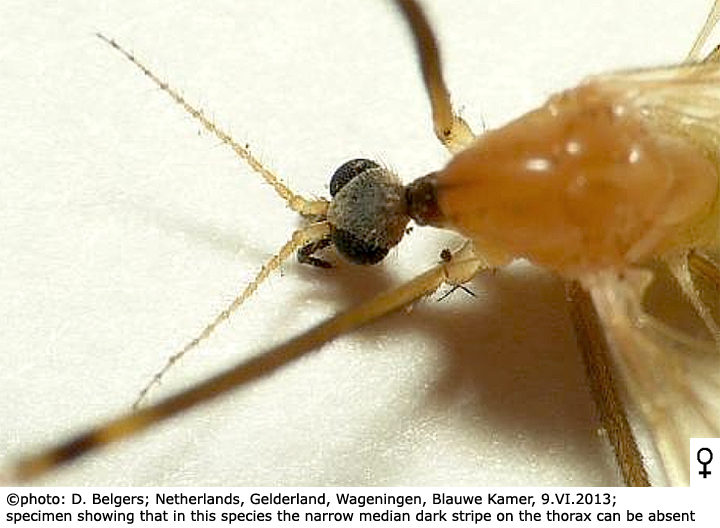 body part(s) - head and thorax