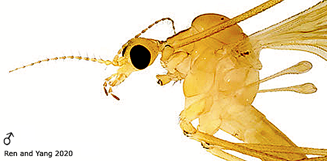 body part(s) - head and thorax