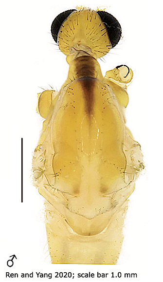 body part(s) - head and thorax