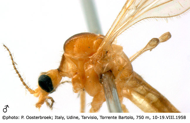 body part(s) - head and thorax