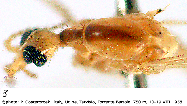 body part(s) - head and thorax