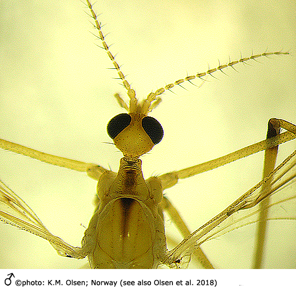 body part(s) - head and thorax