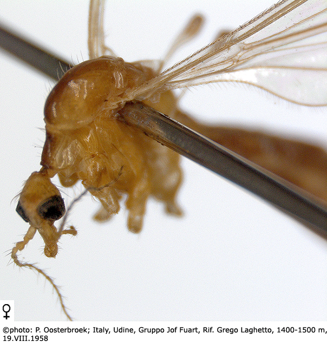 body part(s) - head and thorax