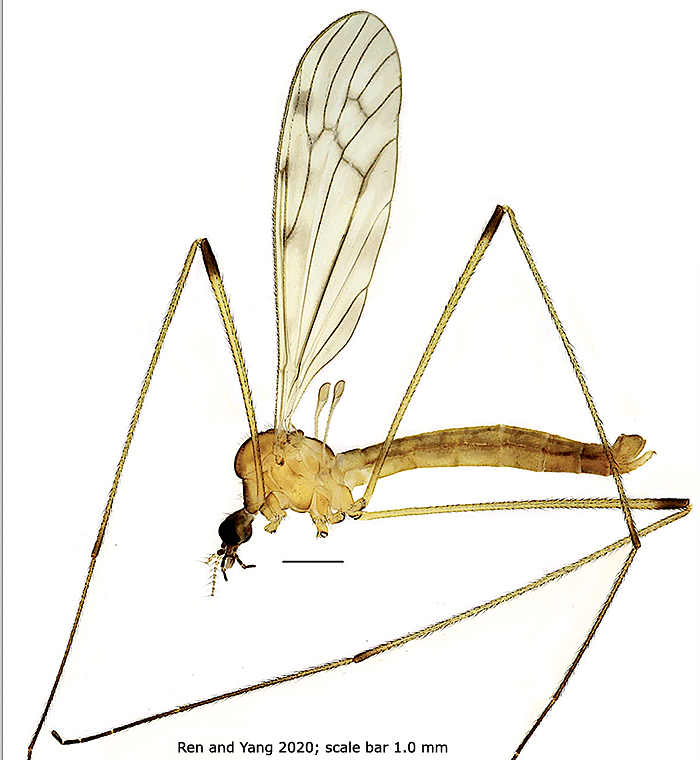 habitus - male