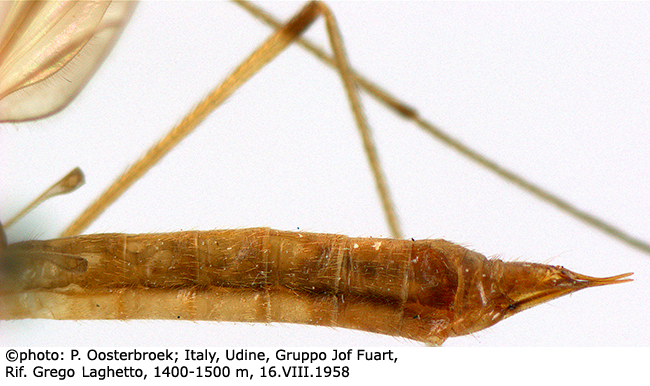 body part(s) - abdomen