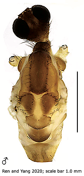 body part(s) - head and thorax