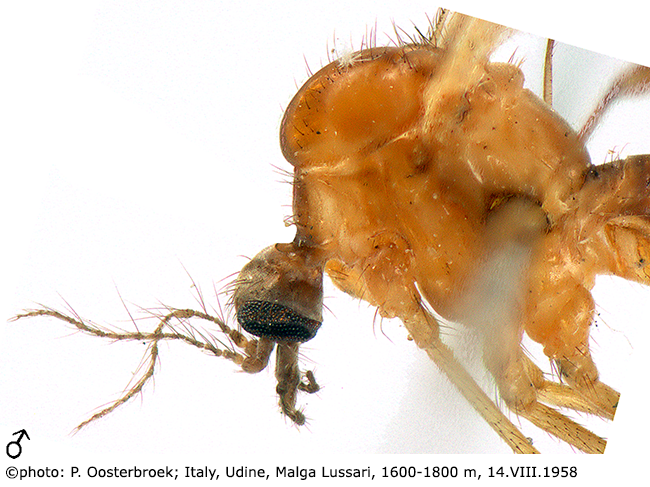 body part(s) - head and thorax
