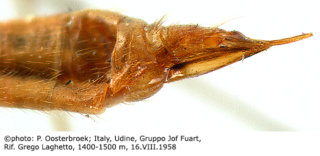ovipositor
