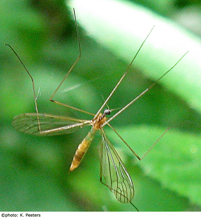 habitus - female
