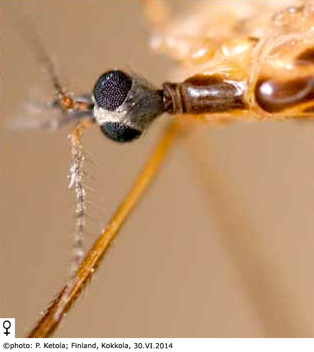 body part(s) - head and antenna