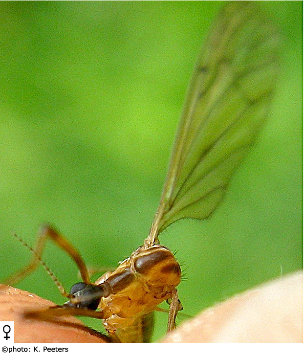 body part(s) - head and thorax