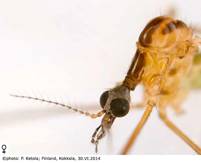 body part(s) - head and thorax