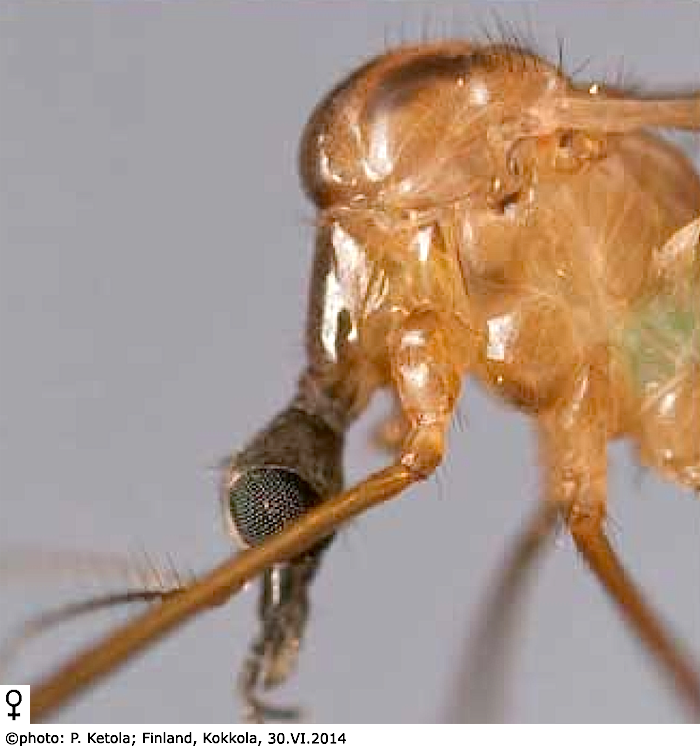 body part(s) - head and thorax