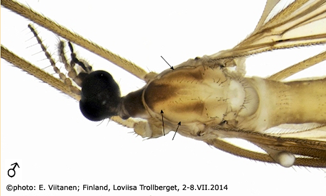 body part(s) - head and thorax