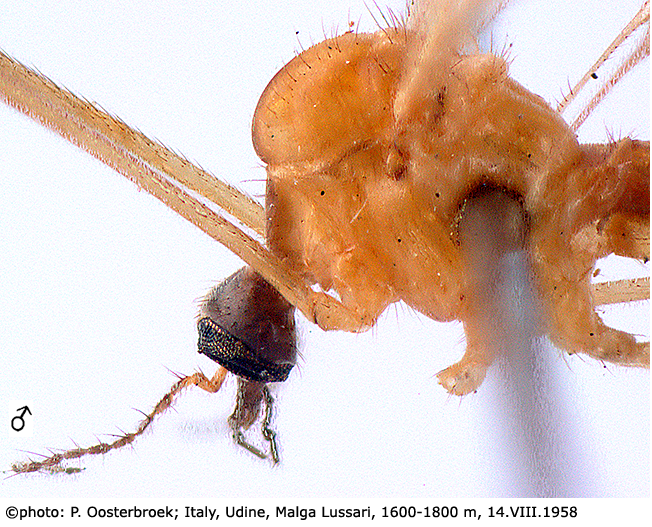 body part(s) - head and thorax