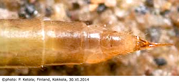 ovipositor