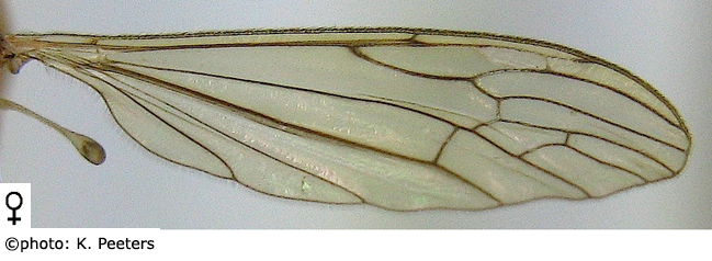 wing