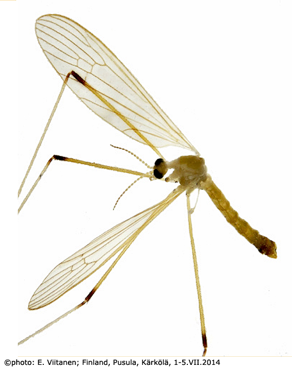 habitus - male