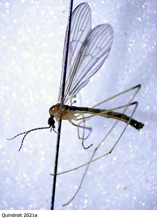 habitus - male