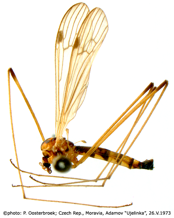 habitus - male