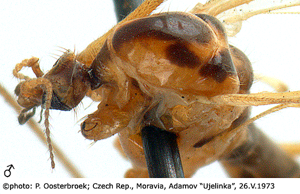 body part(s) - head and thorax