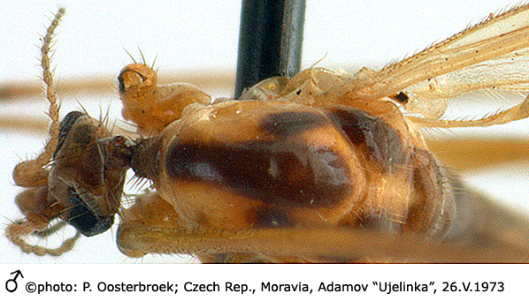 body part(s) - head and thorax