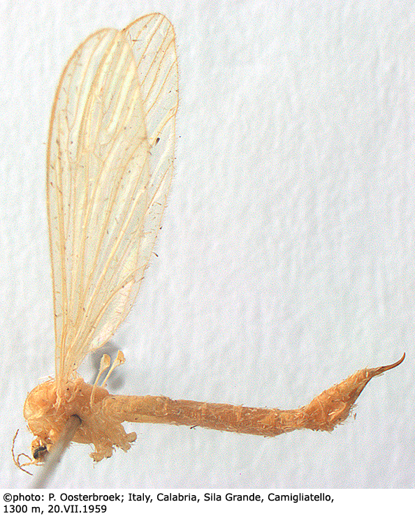 habitus - female