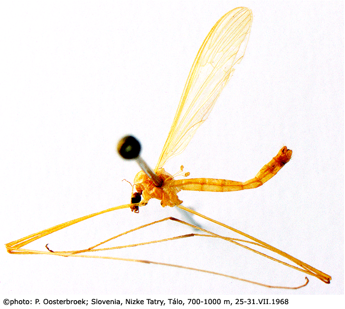 habitus - male