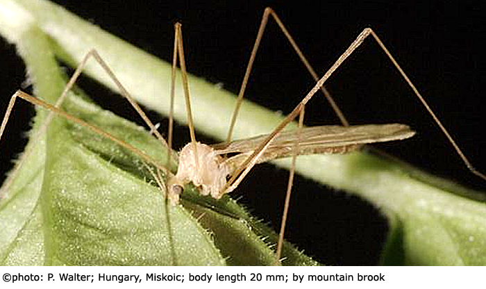 habitus - male