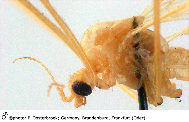 body part(s) - head and thorax
