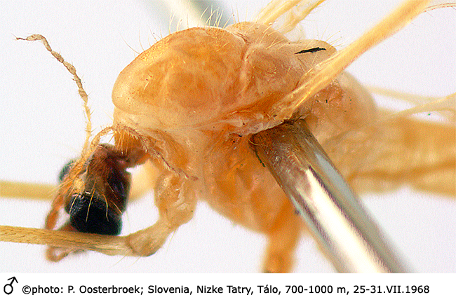 body part(s) - head and thorax