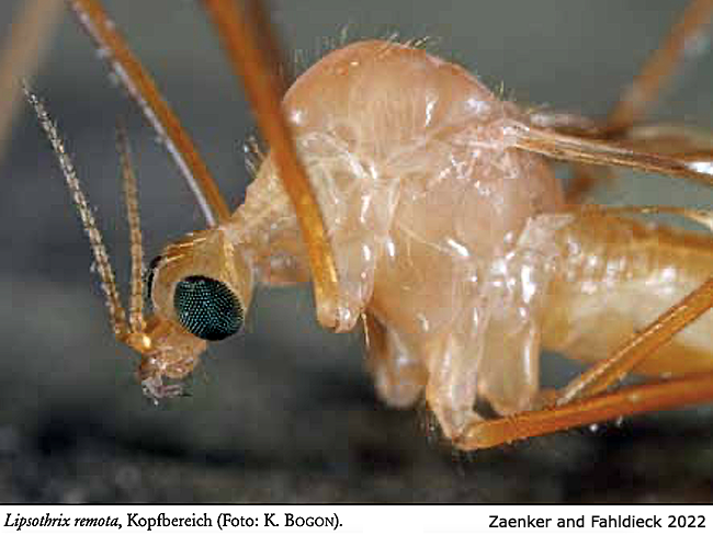 body part(s) - head and thorax