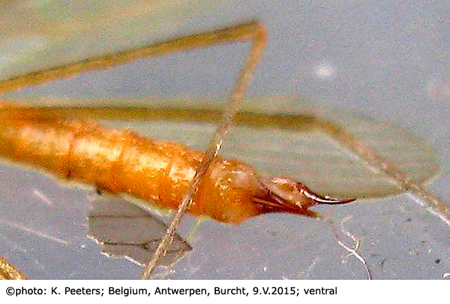 ovipositor