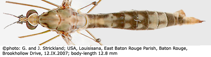 habitus - female