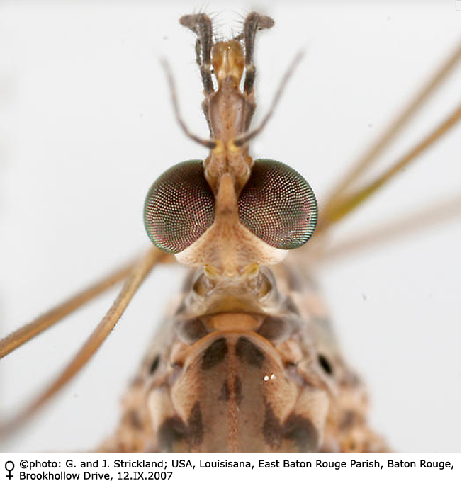 body part(s) - head and antenna