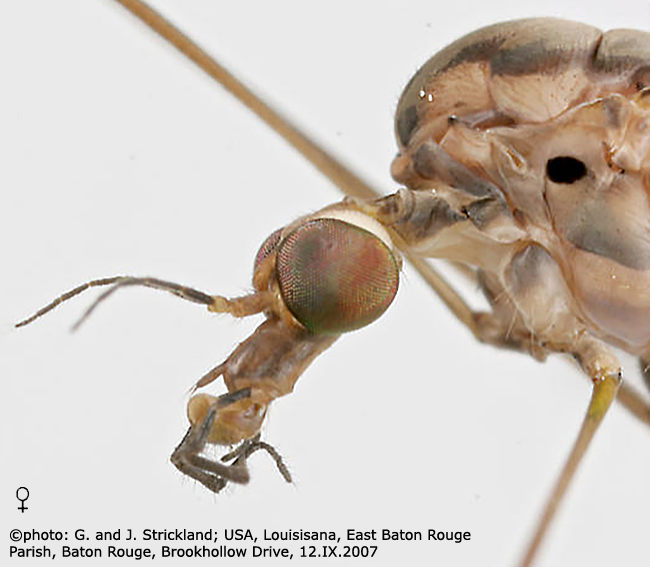 body part(s) - head and thorax