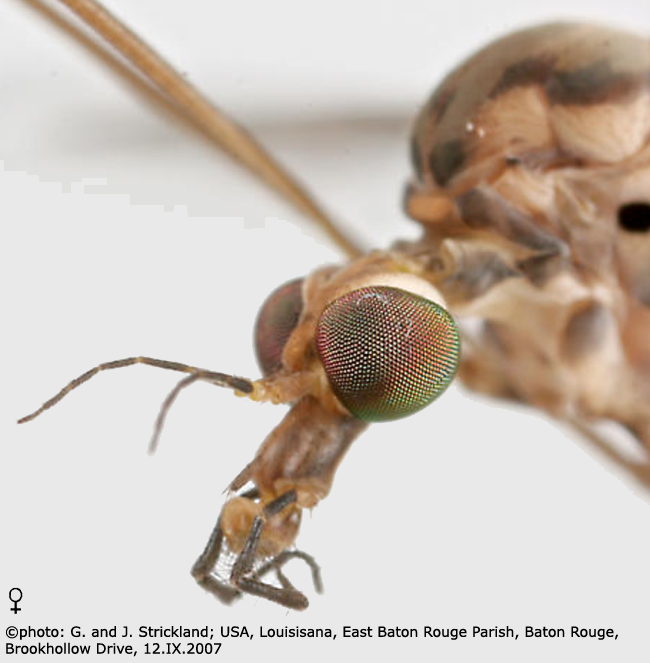 body part(s) - head and thorax