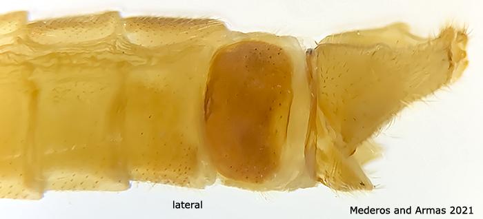 hypopygium