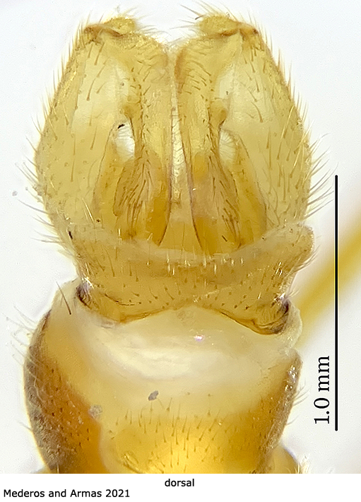 hypopygium