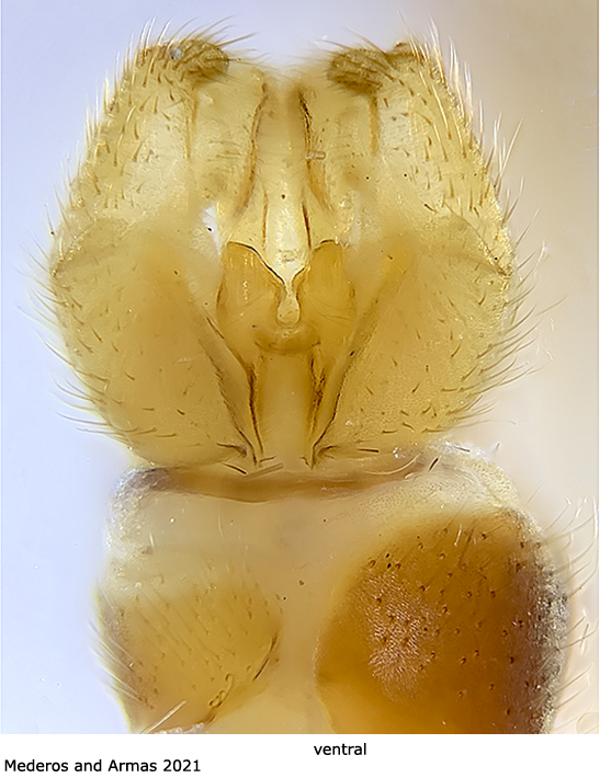 hypopygium