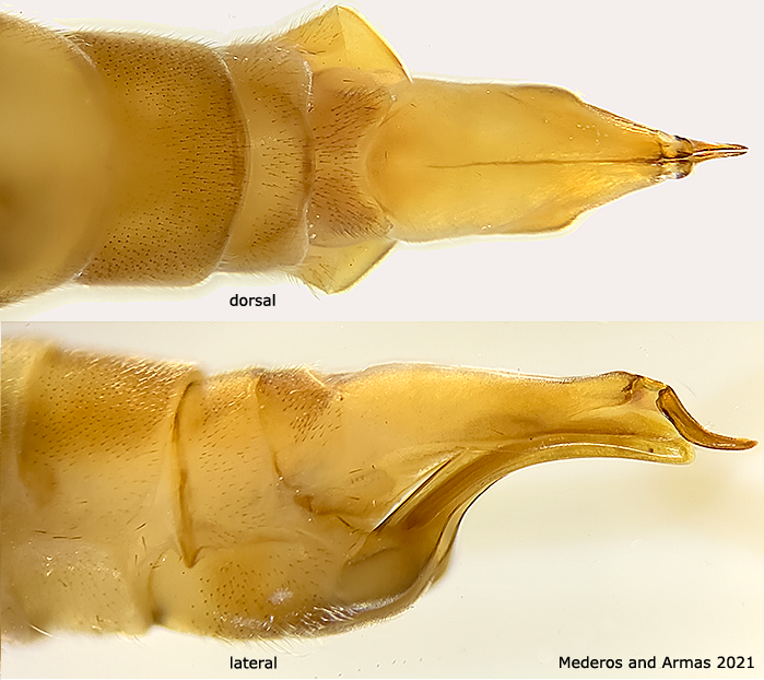 ovipositor