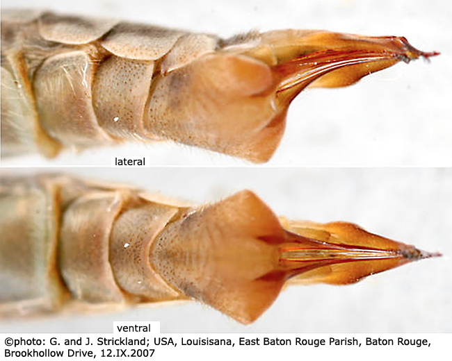 ovipositor