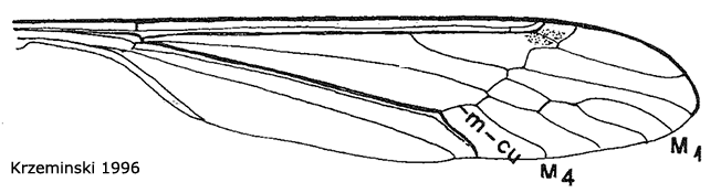 wing