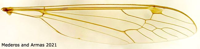 wing