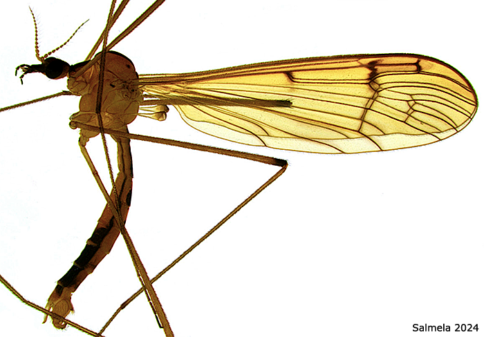habitus - male