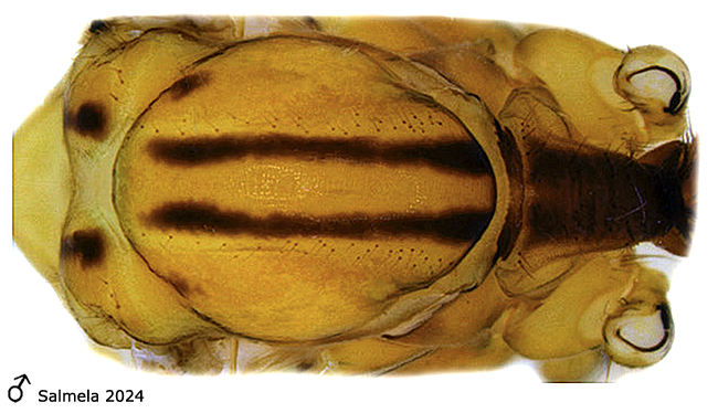 body part(s) - thorax