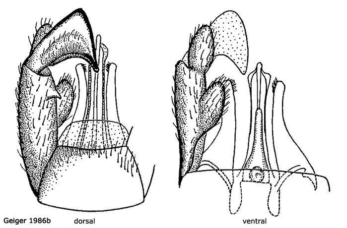 hypopygium
