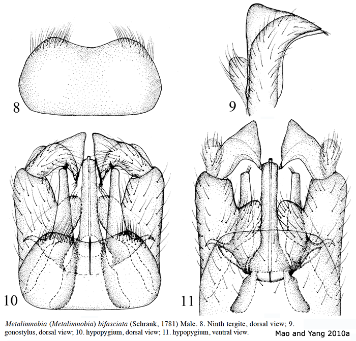 hypopygium