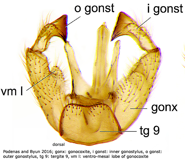 hypopygium
