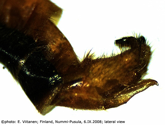 hypopygium